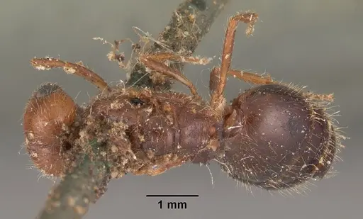 Solenopsis geminata - CASENT0102535