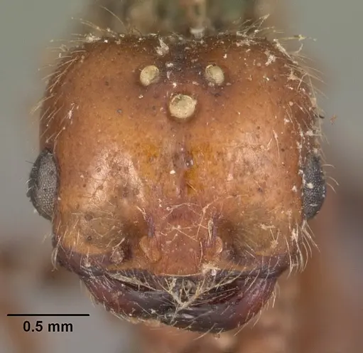 Solenopsis geminata - CASENT0102535
