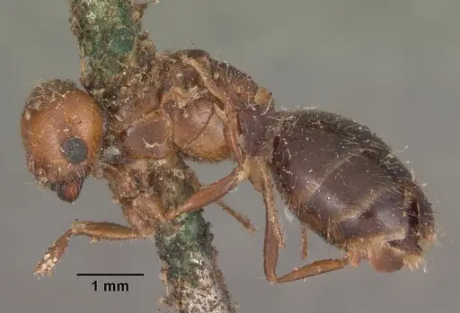 Solenopsis geminata - CASENT0102535