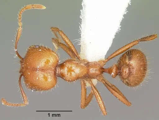 Solenopsis geminata - CASENT0102966