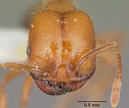 Solenopsis geminata - CASENT0102966