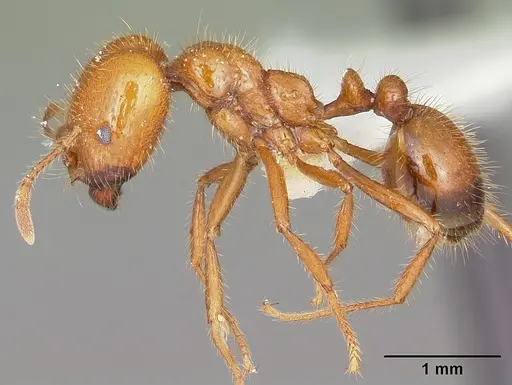 Solenopsis geminata - CASENT0102966