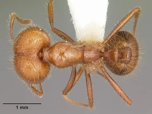 Solenopsis geminata - CASENT0102967