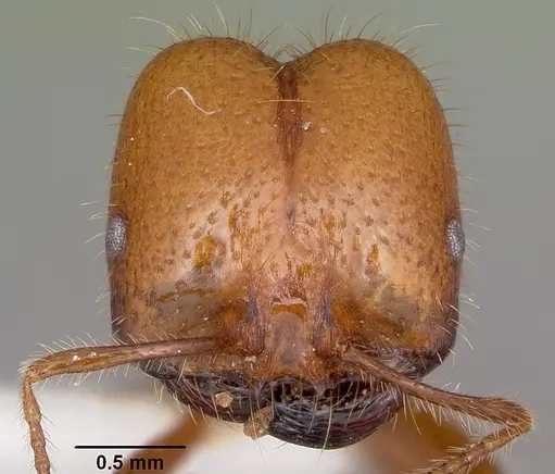 Solenopsis geminata - CASENT0102967