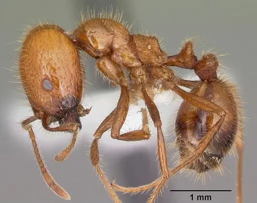 Solenopsis geminata - CASENT0102967