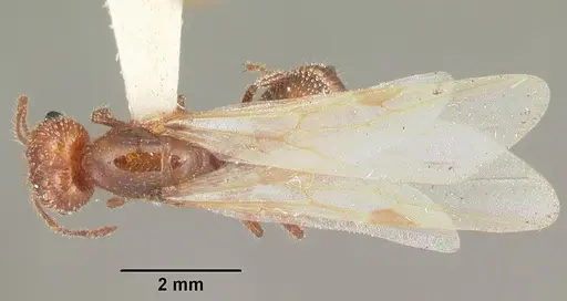 Solenopsis geminata - CASENT0104519