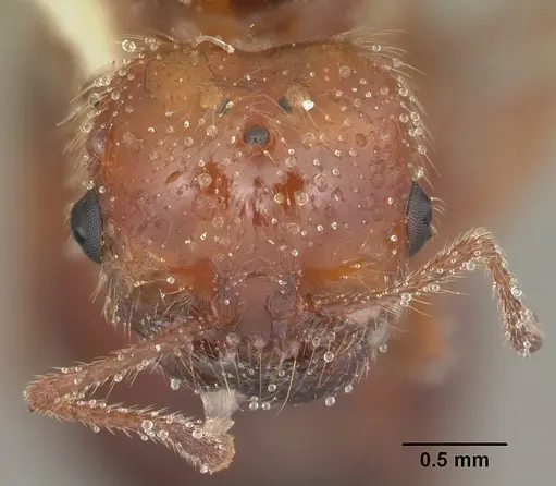 Solenopsis geminata - CASENT0104519