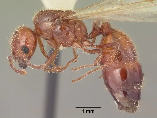 Solenopsis geminata - CASENT0104519