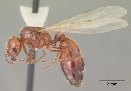 Solenopsis geminata - CASENT0104519