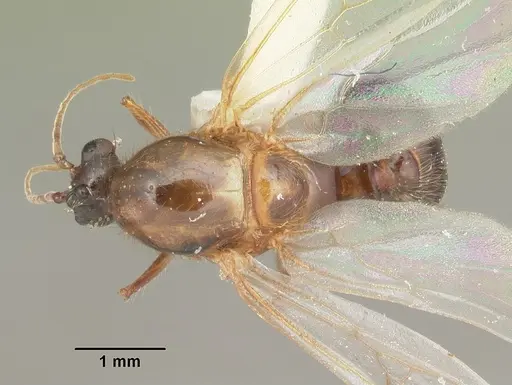Solenopsis geminata - CASENT0104520