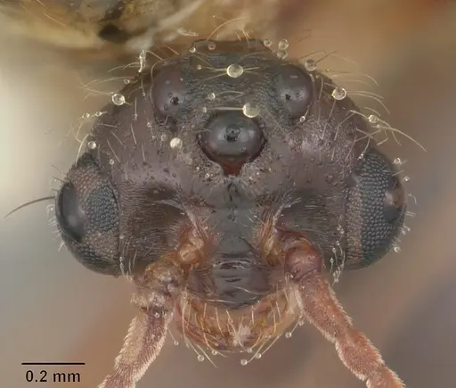 Solenopsis geminata - CASENT0104520