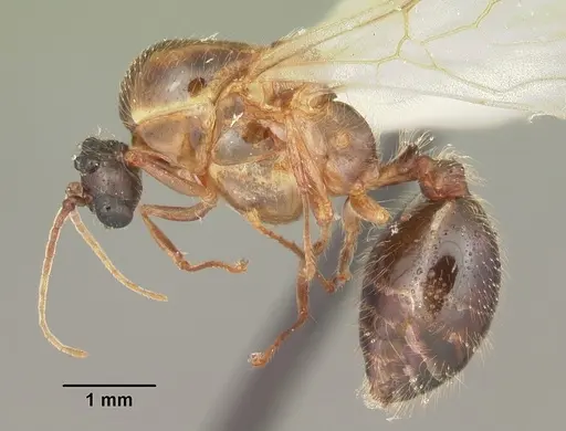 Solenopsis geminata - CASENT0104520