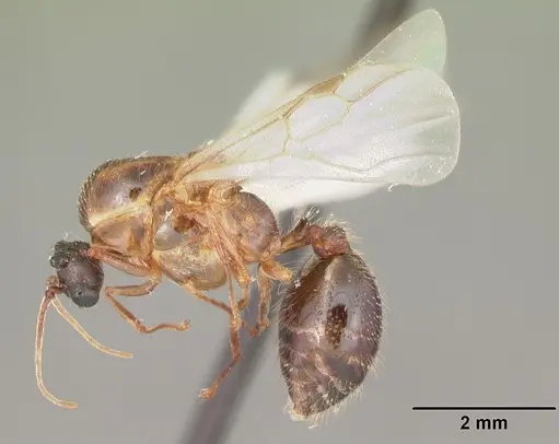 Solenopsis geminata - CASENT0104520