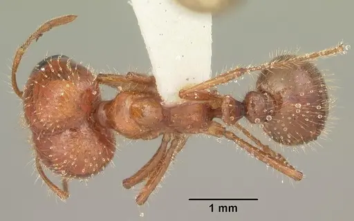 Solenopsis geminata - CASENT0104521