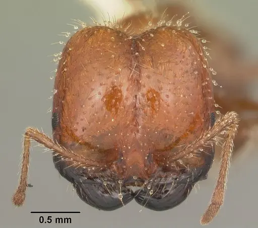 Solenopsis geminata - CASENT0104521