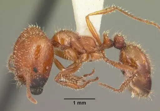 Solenopsis geminata - CASENT0104521