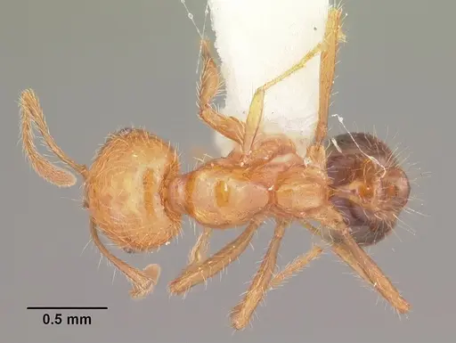 Solenopsis geminata - CASENT0104522