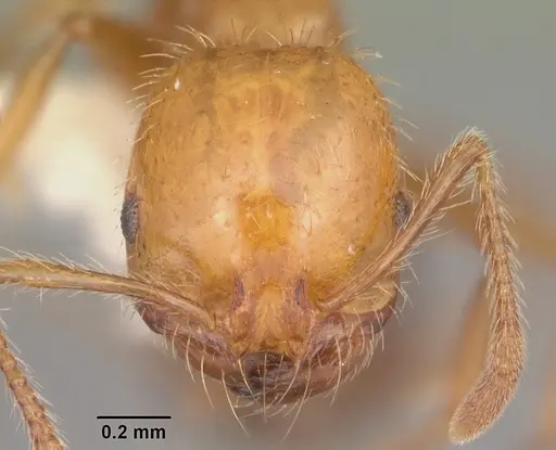 Solenopsis geminata - CASENT0104522
