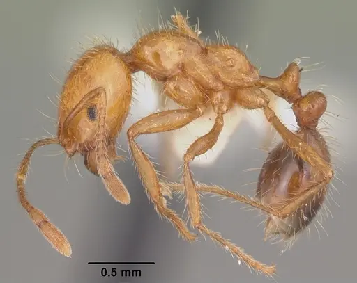 Solenopsis geminata - CASENT0104522