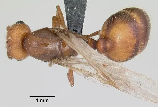 Solenopsis geminata - CASENT0104909