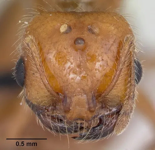 Solenopsis geminata - CASENT0104909
