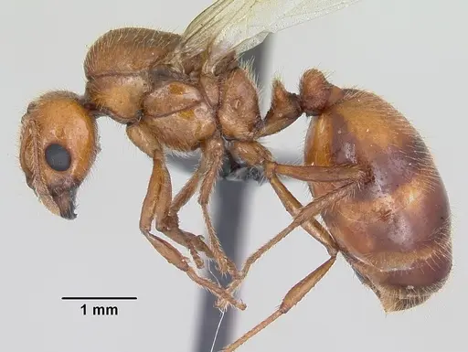 Solenopsis geminata - CASENT0104909