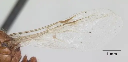 Solenopsis geminata - CASENT0104909