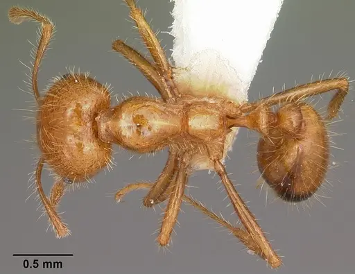 Solenopsis geminata - CASENT0104933