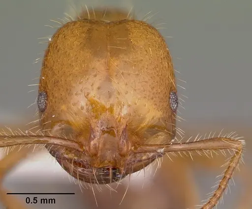 Solenopsis geminata - CASENT0104933