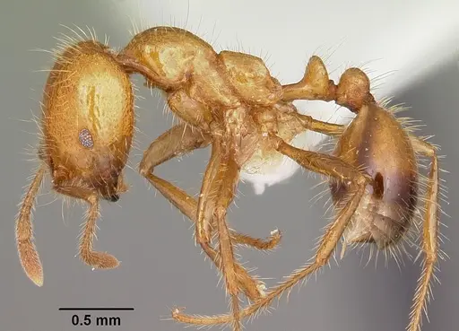 Solenopsis geminata - CASENT0104933
