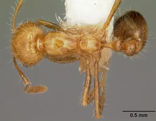 Solenopsis geminata - CASENT0104934