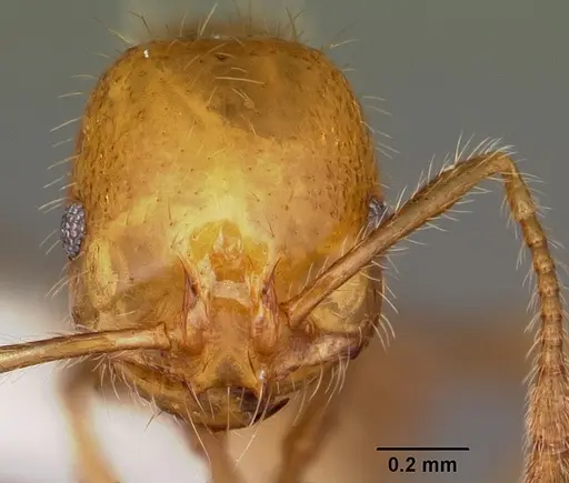 Solenopsis geminata - CASENT0104934