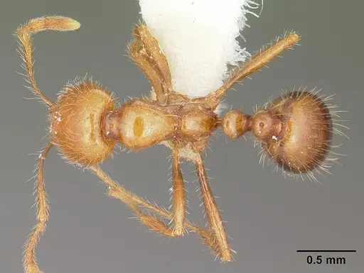 Solenopsis geminata - CASENT0104935