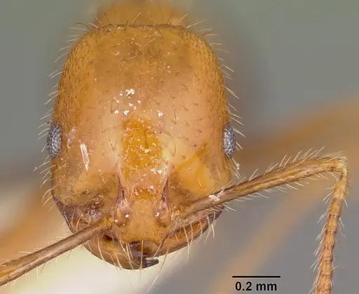 Solenopsis geminata - CASENT0104935
