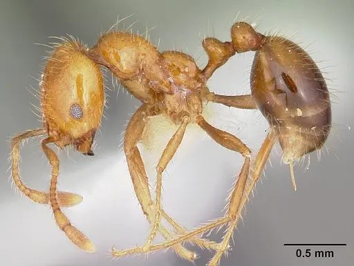 Solenopsis geminata - CASENT0104935