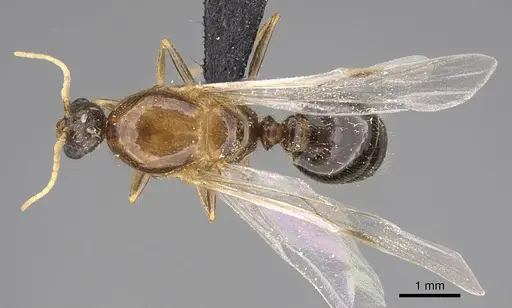 Solenopsis geminata - CASENT0125519