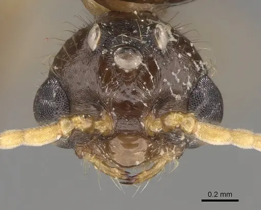 Solenopsis geminata - CASENT0125519
