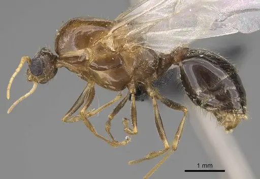 Solenopsis geminata - CASENT0125519