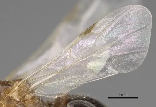 Solenopsis geminata - CASENT0125519