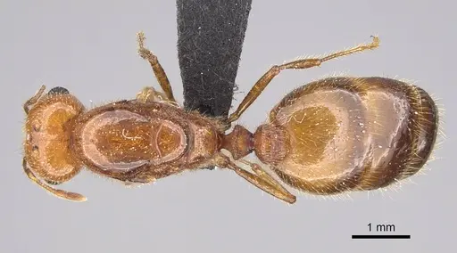 Solenopsis geminata - CASENT0125920