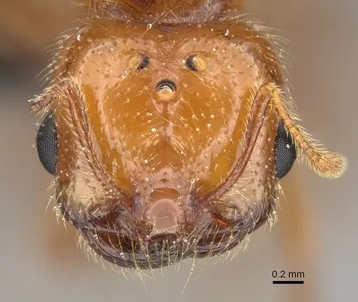 Solenopsis geminata - CASENT0125920
