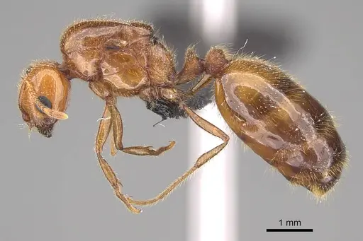 Solenopsis geminata - CASENT0125920