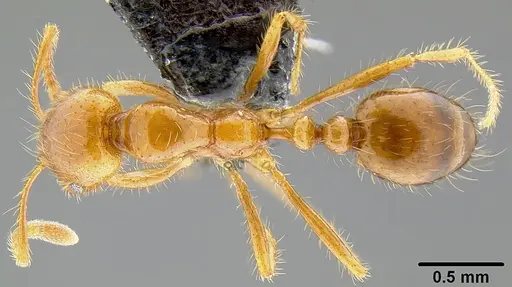 Solenopsis geminata - CASENT0171029