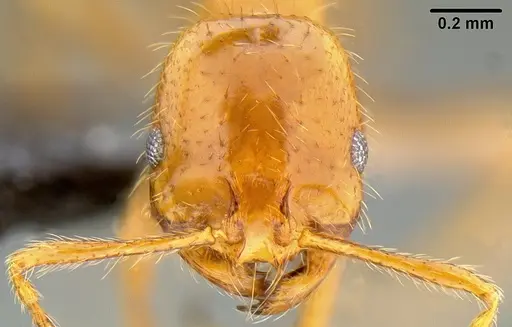 Solenopsis geminata - CASENT0171029