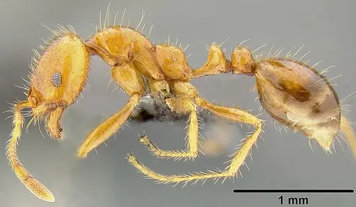 Solenopsis geminata - CASENT0171029