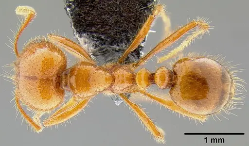 Solenopsis geminata - CASENT0171102
