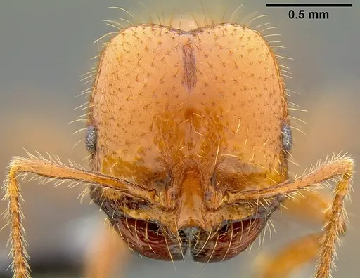Solenopsis geminata - CASENT0171102