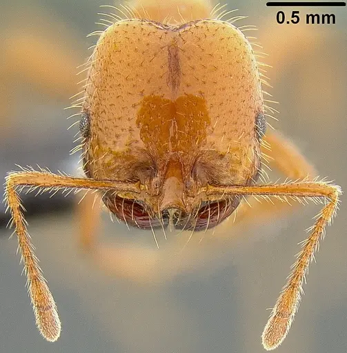 Solenopsis geminata - CASENT0171102