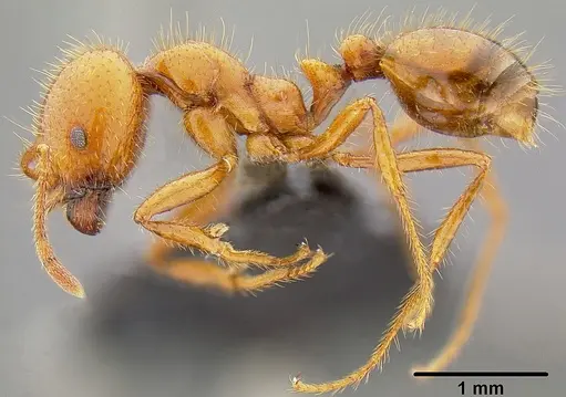 Solenopsis geminata - CASENT0171102