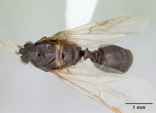 Solenopsis geminata - CASENT0173276